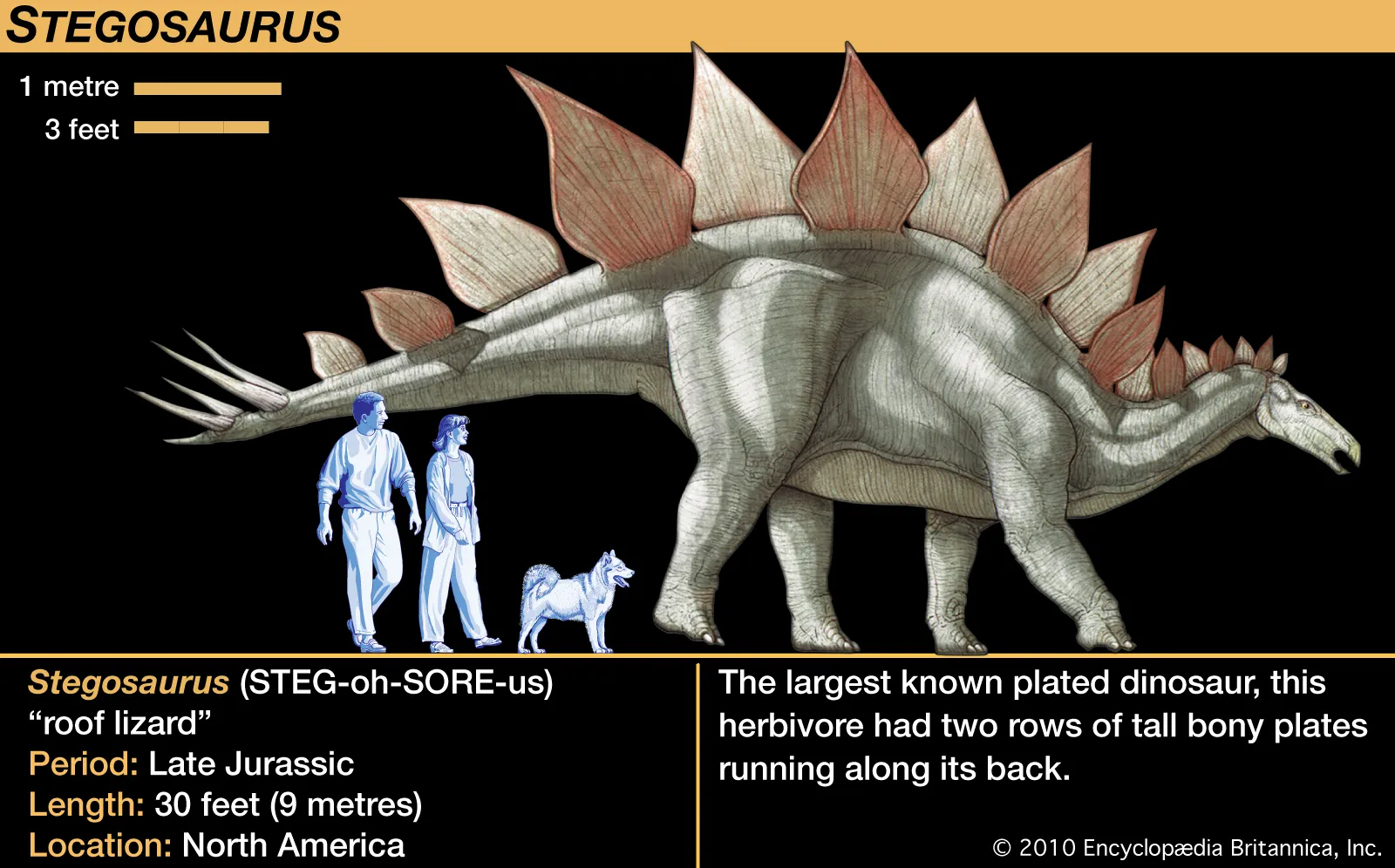 Stegosaurus1.webp