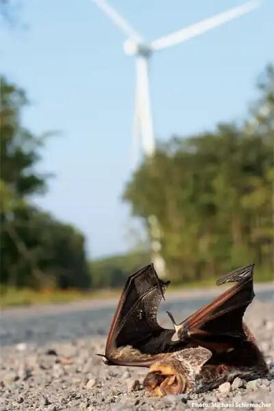 Windmill_hoarybat.jpg