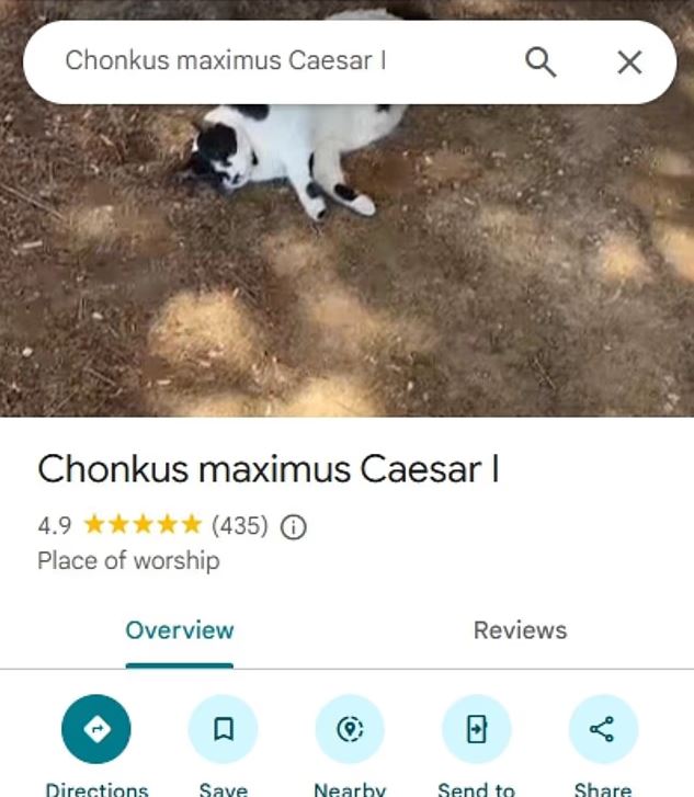 gata-chania-chonkus-maximus.jpg